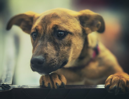Hattie, an adoptable Terrier in Brooklyn Center, MN