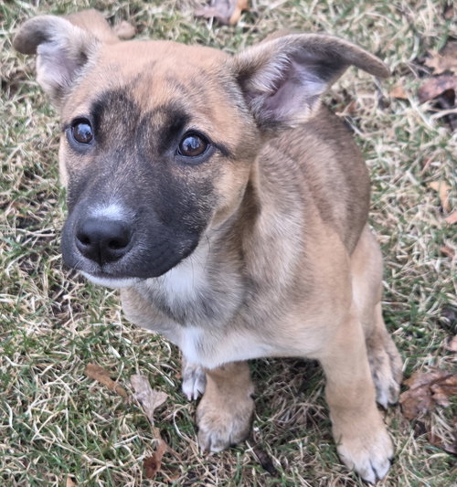 Goal, an adoptable Terrier in Brooklyn Center, MN