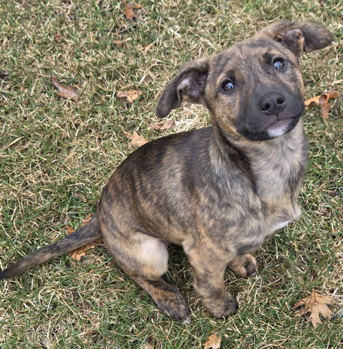 picture of the dog needing adoption