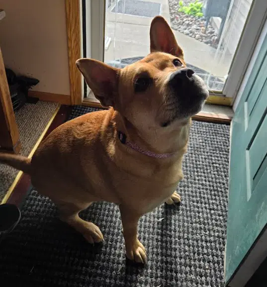 Ethel - Terrier