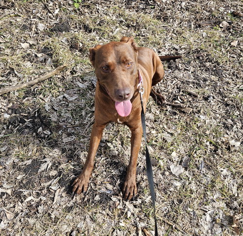 Rosie