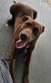 Rosie