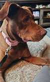 Rosie