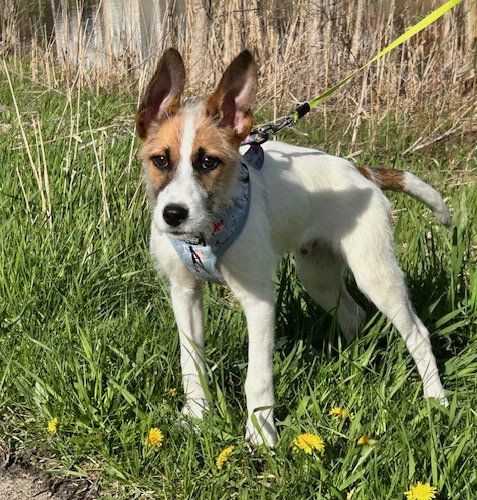 Tatum, an adoptable Terrier in Brooklyn Center, MN