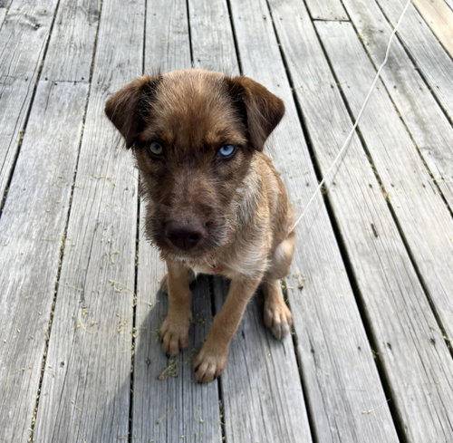 Tulip *, an adoptable Terrier in Brooklyn Center, MN