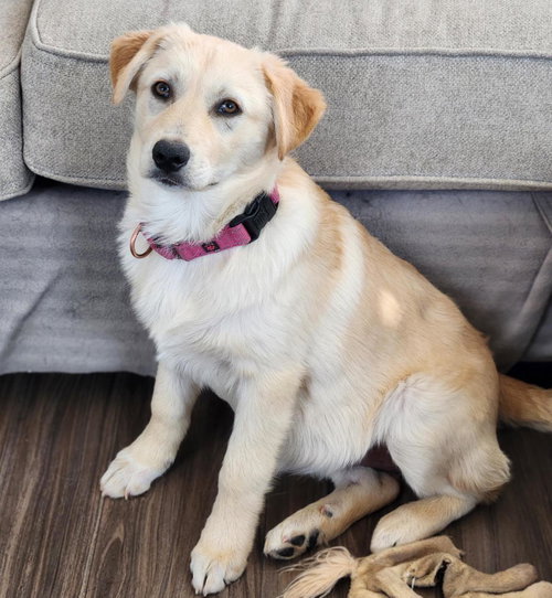 Lena*, an adoptable Golden Retriever in Brooklyn Center, MN