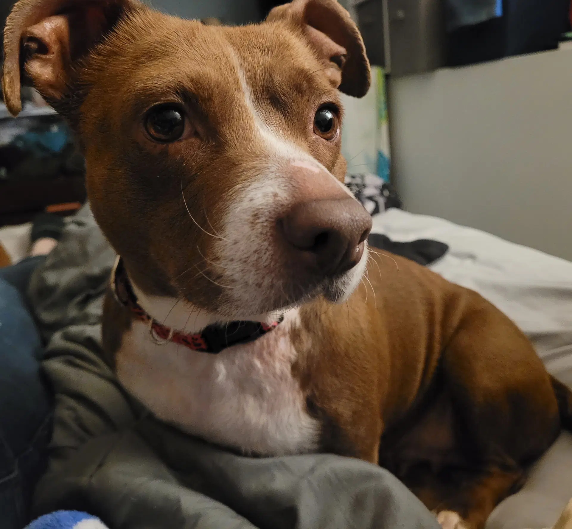 Lucita - Dachshund