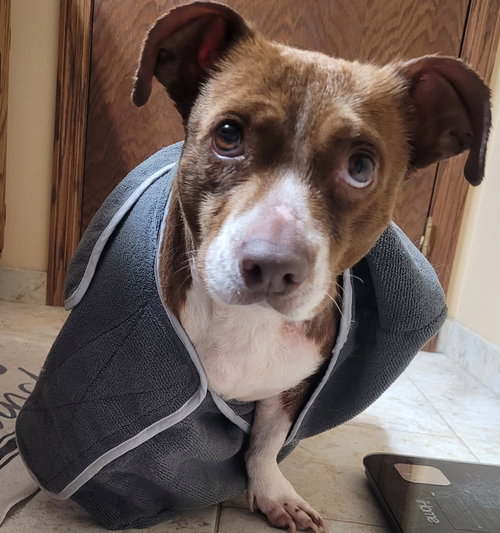 Lucita, an adoptable Dachshund in Brooklyn Center, MN