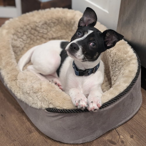 Bryce, an adoptable Terrier in Brooklyn Center, MN