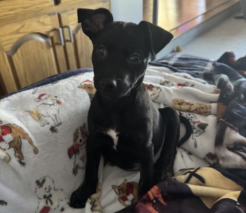 Ben, an adoptable Terrier in Brooklyn Center, MN