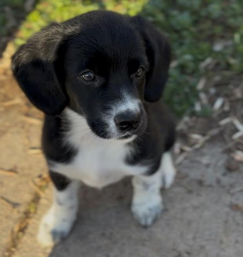 Sailor, an adoptable Beagle in Brooklyn Center, MN