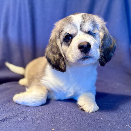 Carmen, an adoptable Beagle in Brooklyn Center, MN