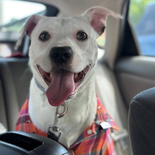 Hazzard, an adoptable Pit Bull Terrier in Brooklyn Center, MN