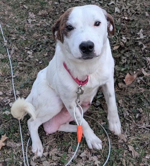 Stacy, an adoptable Australian Cattle Dog in Brooklyn Center, MN