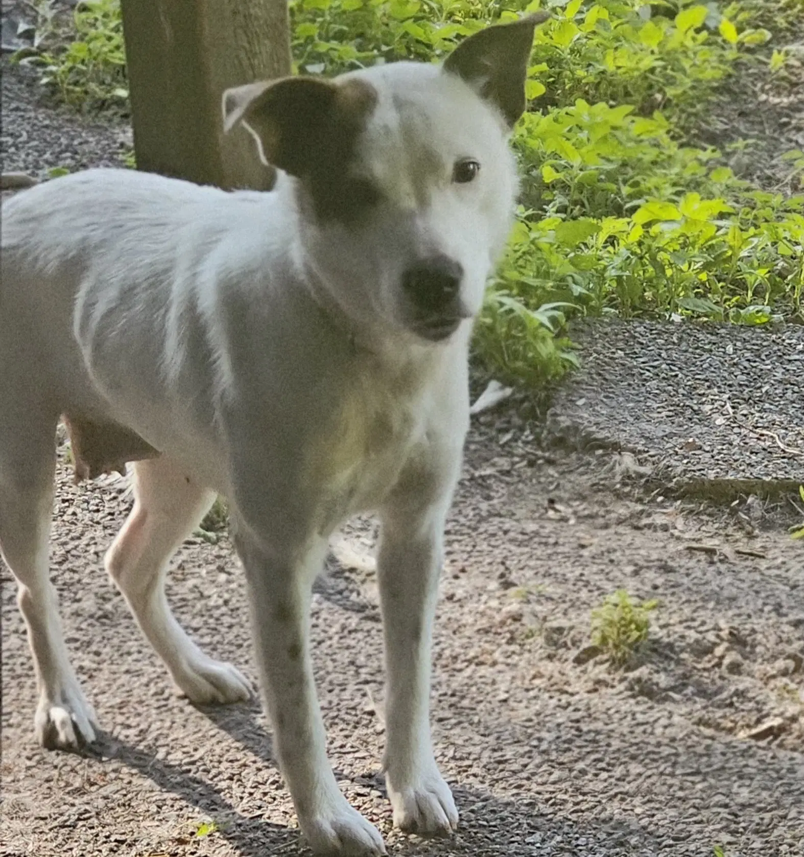 Stacy - Australian Cattle Dog/Blue Heeler