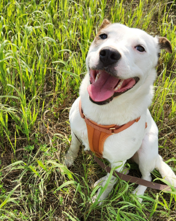 picture of the dog needing adoption