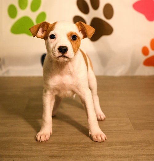 Darragh, an adoptable Australian Cattle Dog in Brooklyn Center, MN