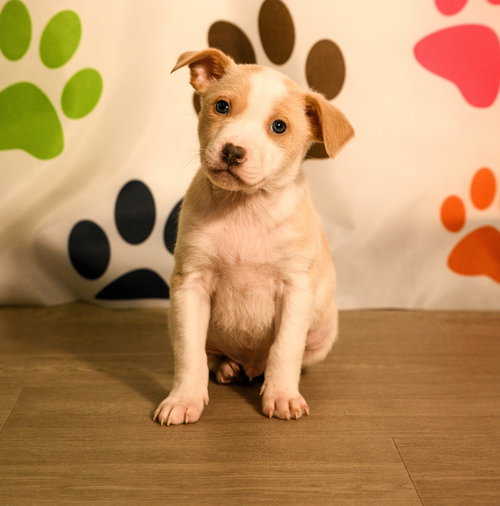 Keelan, an adoptable Australian Cattle Dog in Brooklyn Center, MN