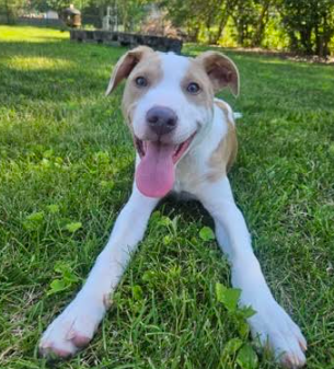 Keelan, a dog for adoption from No Dog Left Behind