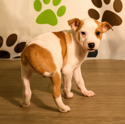 Declan, an adoptable Australian Cattle Dog in Brooklyn Center, MN