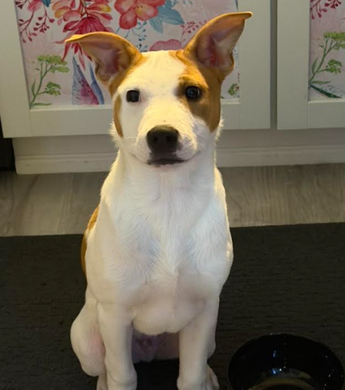 Declan, a dog for adoption from No Dog Left Behind