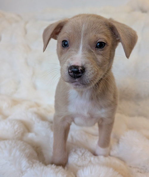 Aidan, an adoptable Australian Cattle Dog in Brooklyn Center, MN