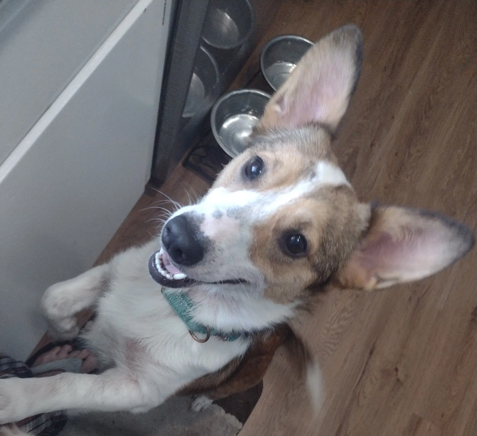Zoey Mae image 2