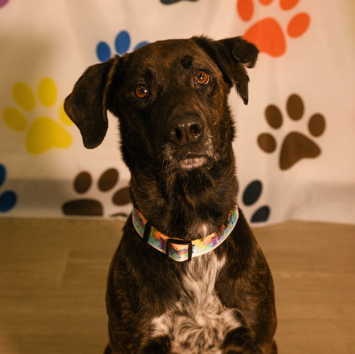 Kali, an adoptable Labrador Retriever in Brooklyn Center, MN