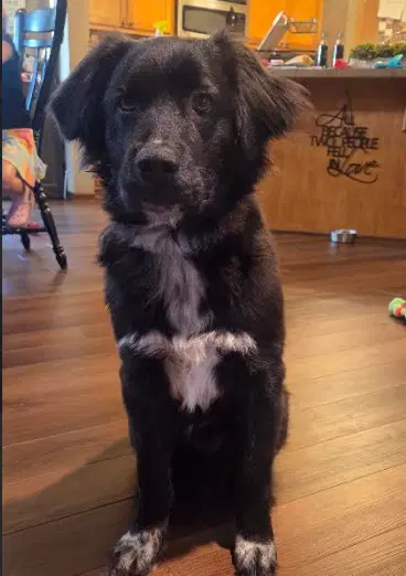 Jake image 2