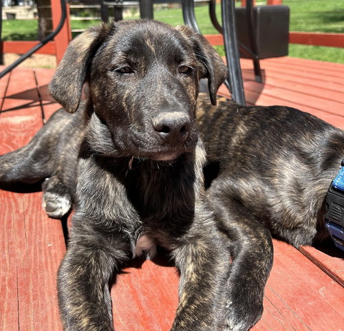 Nigel, an adoptable Great Pyrenees in Brooklyn Center, MN