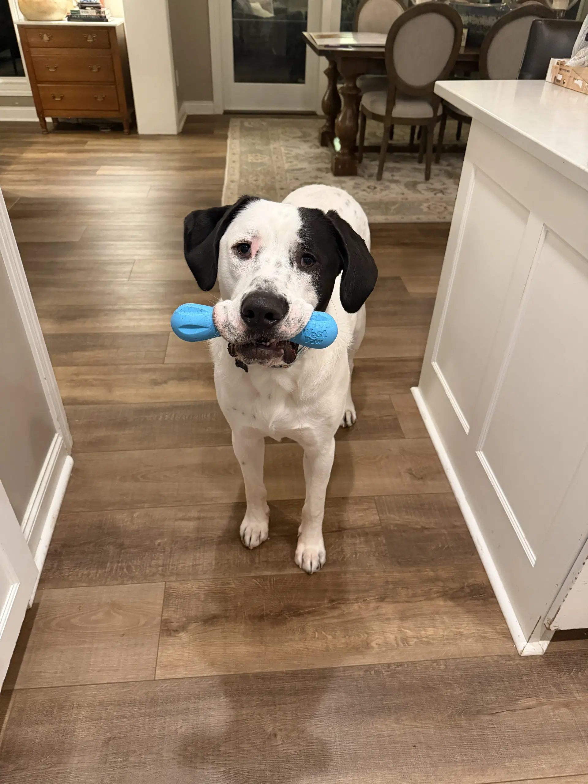 Finn image 3