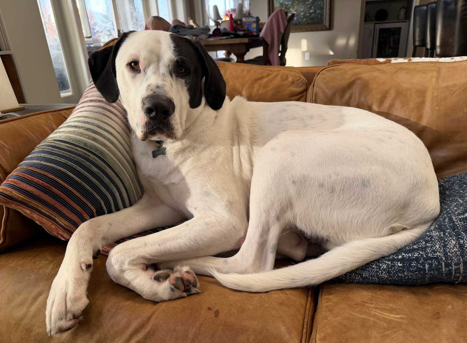 Finn