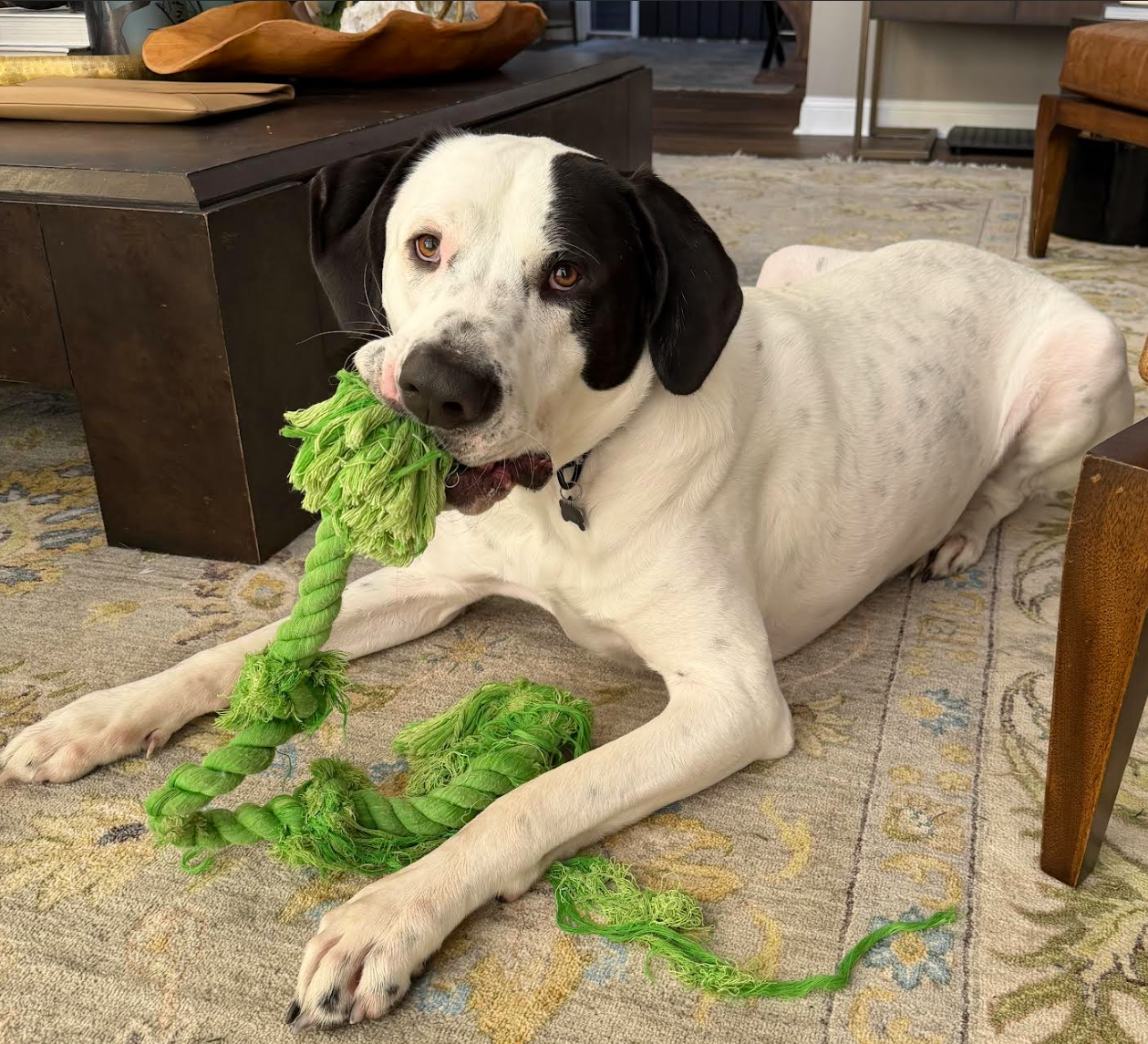 Finn, photo 3