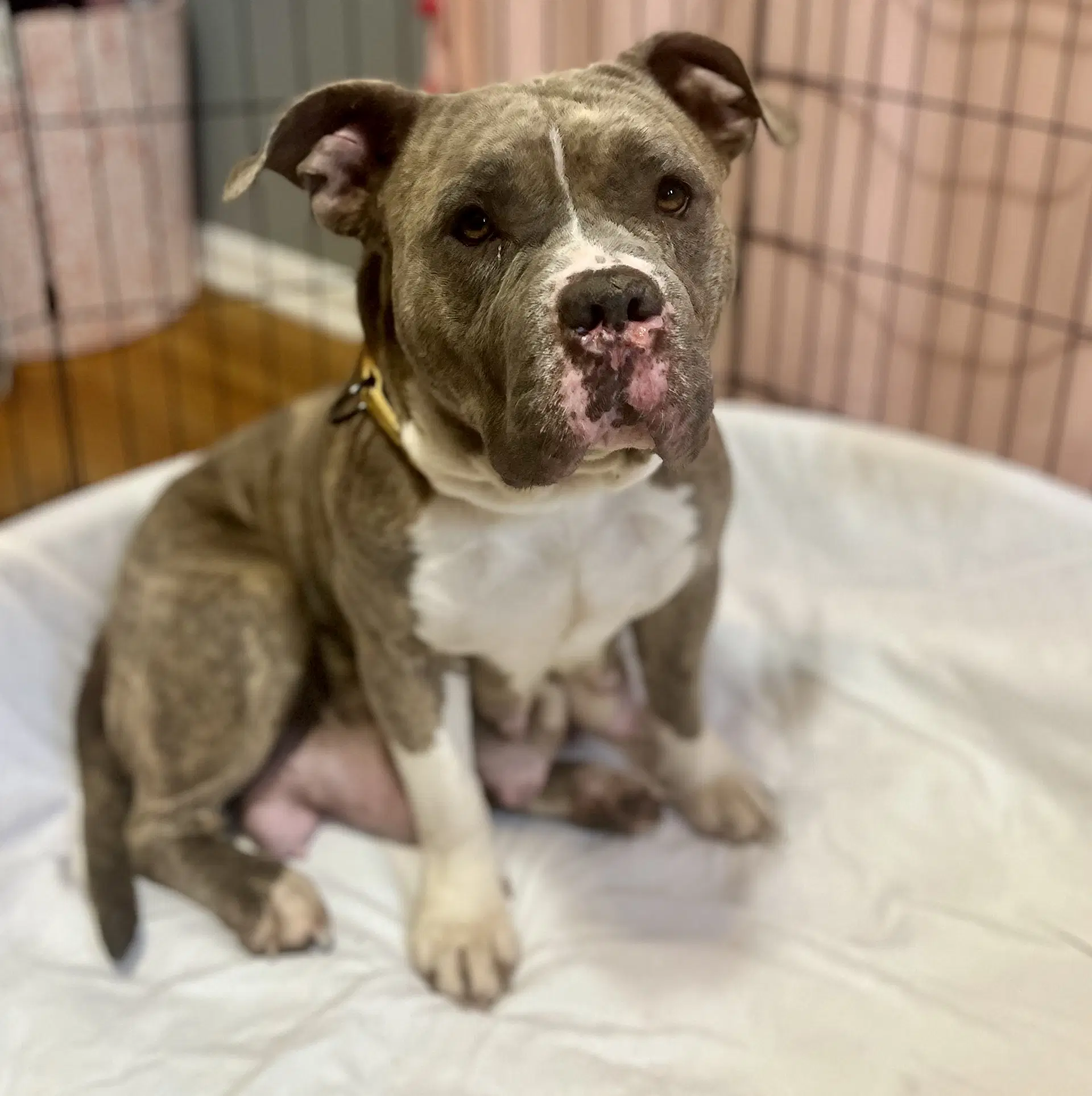 Peaches - Pit Bull Terrier