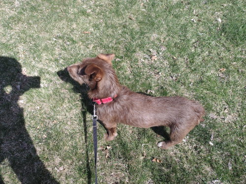 Brownie photo 5