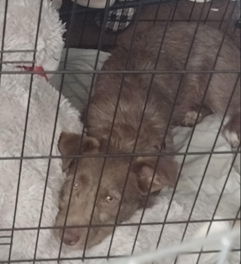 Brownie photo 4