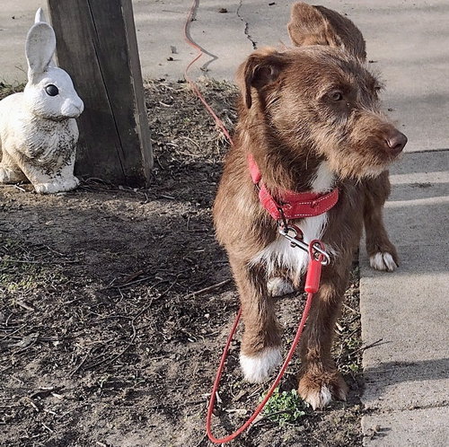 Brownie, an adoptable Corgi in Brooklyn Center, MN