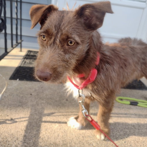 Brownie photo 2