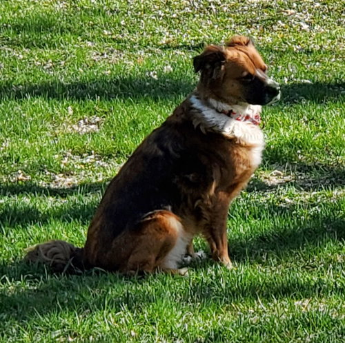 Vero, an adoptable English Shepherd in Brooklyn Center, MN