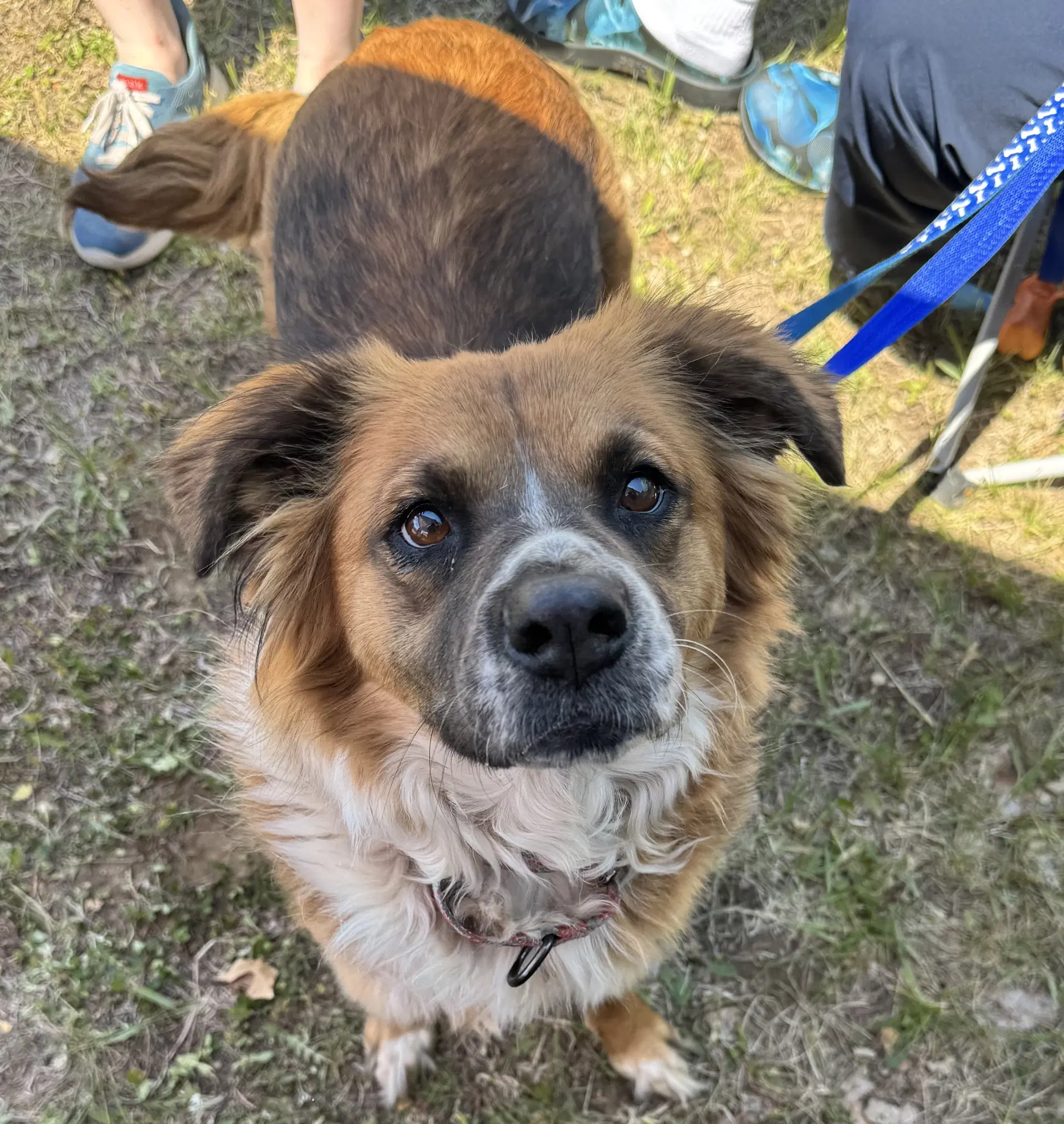 Vero - English Shepherd