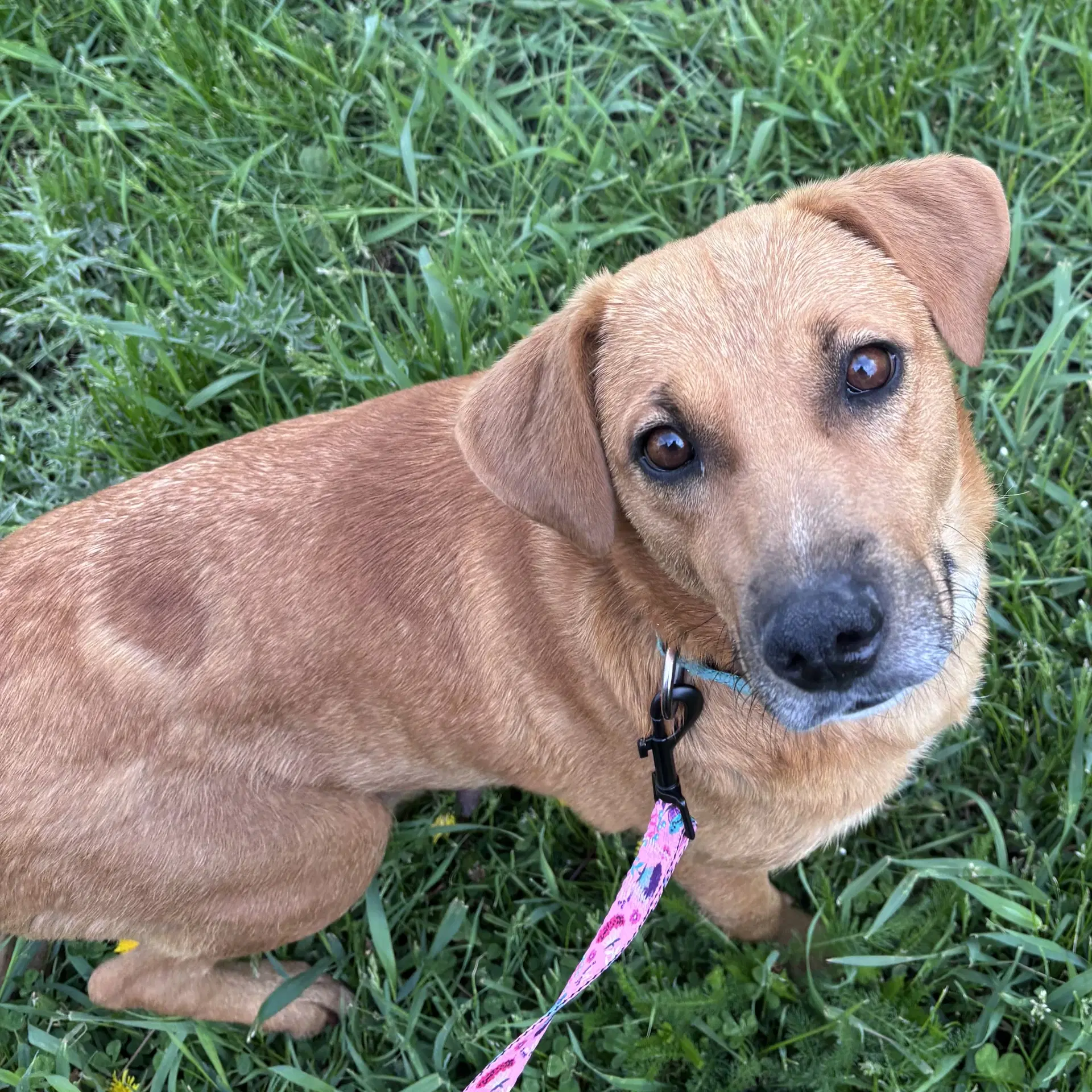 Sally - Labrador Retriever