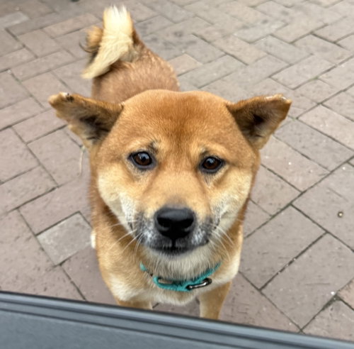 Groovy, an adoptable Shiba Inu in Brooklyn Center, MN