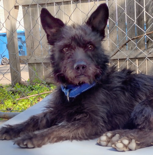 Bear, an adoptable Terrier in Brooklyn Center, MN