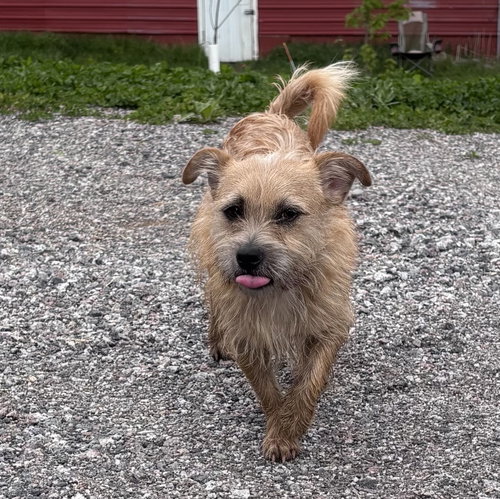 Duncan, an adoptable Terrier in Brooklyn Center, MN