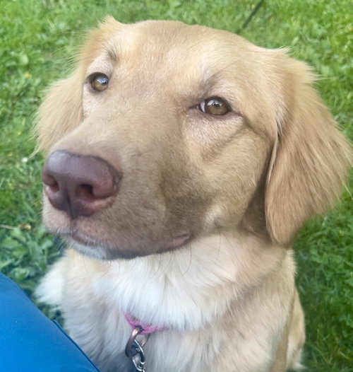 Amelia