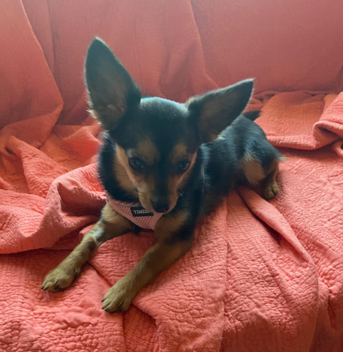 Priscilla