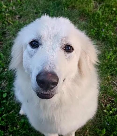 Mika