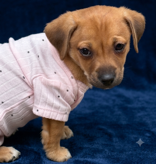 Rory, an adoptable Dachshund in Brooklyn Center, MN