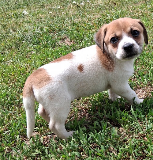 Lorelli, an adoptable Dachshund in Brooklyn Center, MN