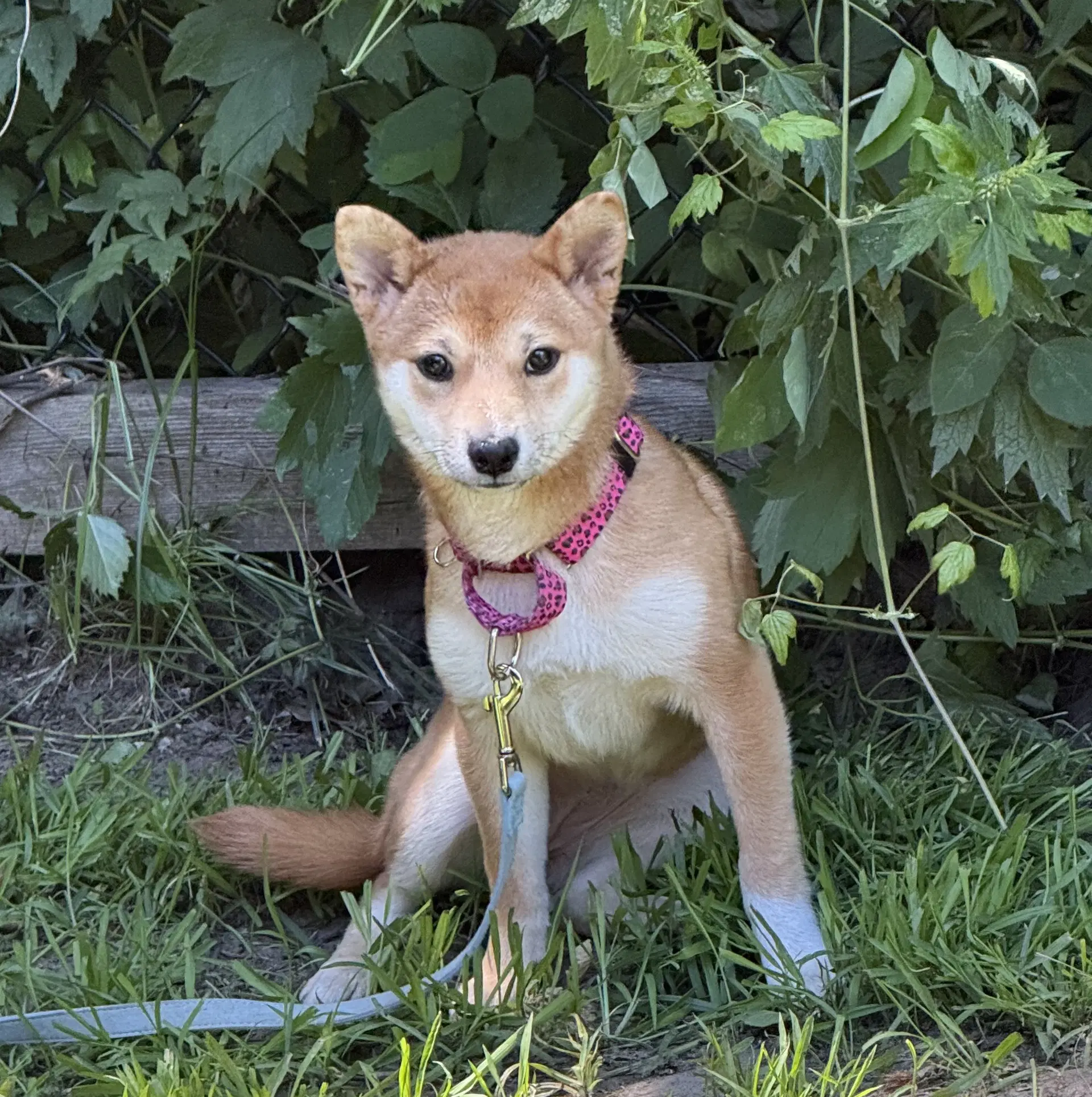 Gemma - Shiba Inu